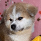 秋田犬