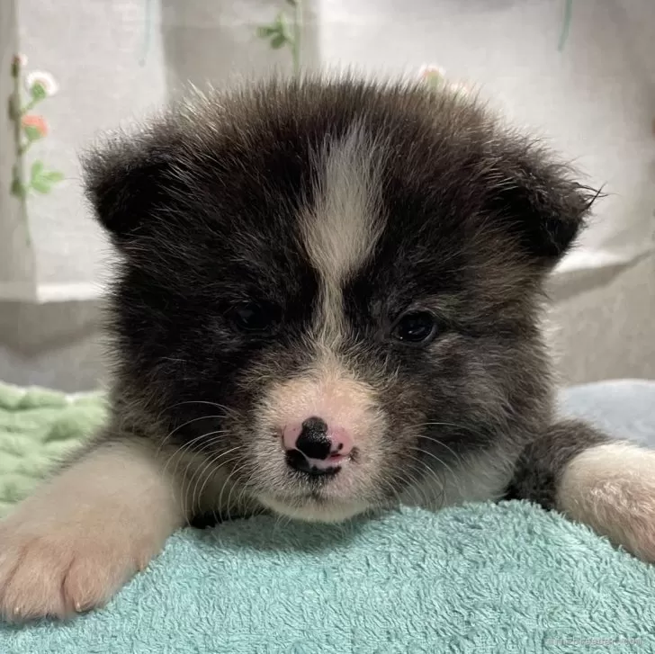 毛足充分綺麗な虎が出始めた女の子❣️ | 秋田犬