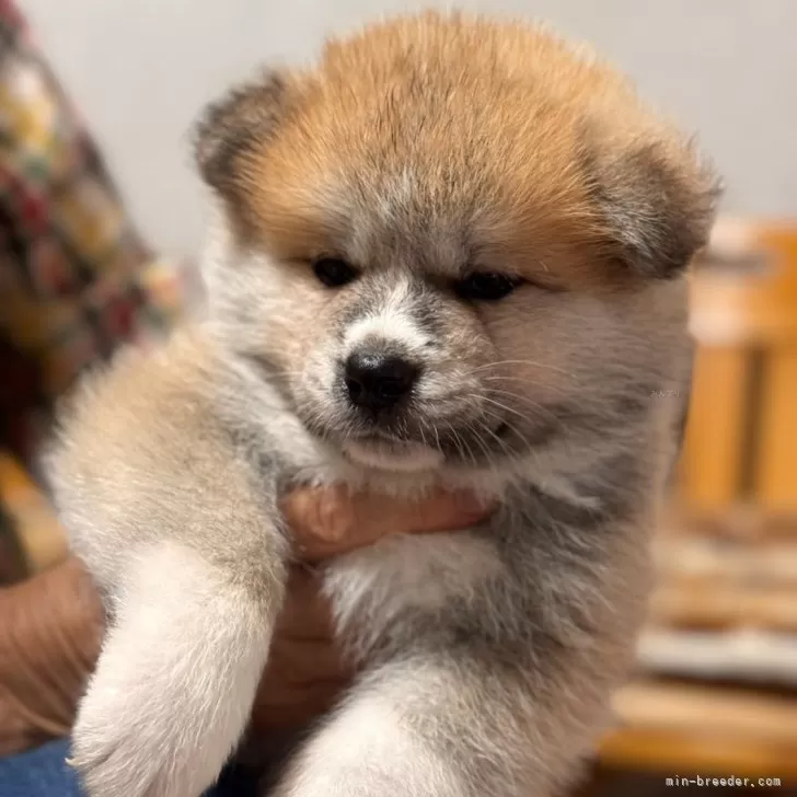 秋田犬【岡山県・男の子・2024年6月20日・赤】の写真1「赤の毛色も濃く良い目の形をしています。黒い毛は取れますw」