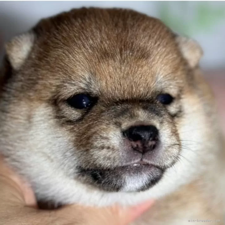 豆柴【岡山県・女の子・2024年8月3日・赤】の写真1「両親共豆柴認定犬🐕配色も良く、小さいながらも、柴らしい色味が美しい子です。」