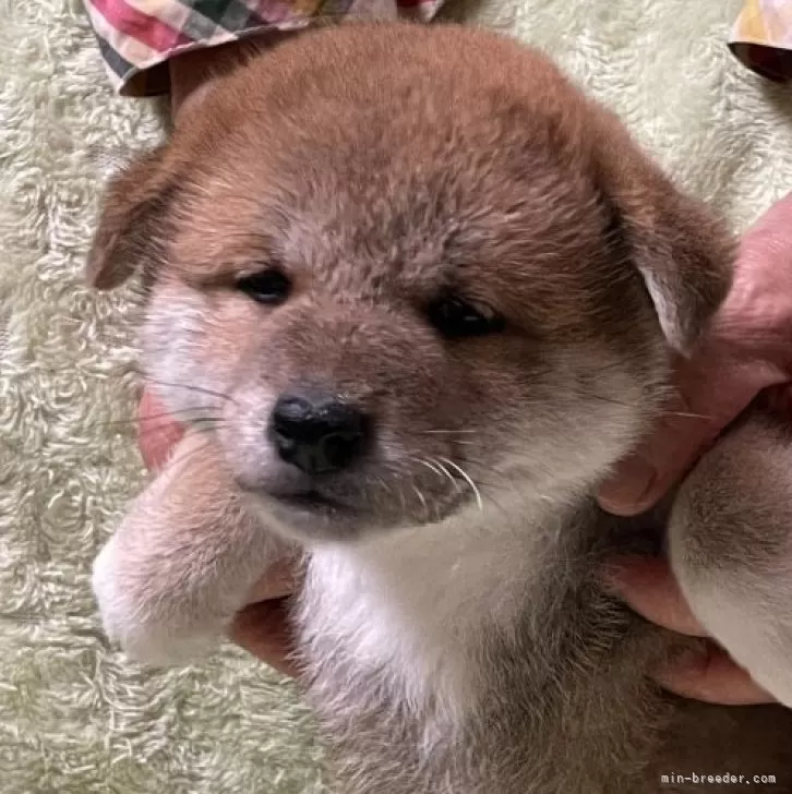 柴犬(標準サイズ)【岡山県・男の子・2024年4月7日・赤】の写真1「赤と白の配置がよく綺麗な裏白に鮮やかな赤の男の子❣️」