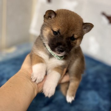 柴犬(豆柴)【岡山県・男の子・2024年8月3日・赤】の写真「手乗り豆柴君❣小さい子お探しの方両親犬共豆柴認定犬」