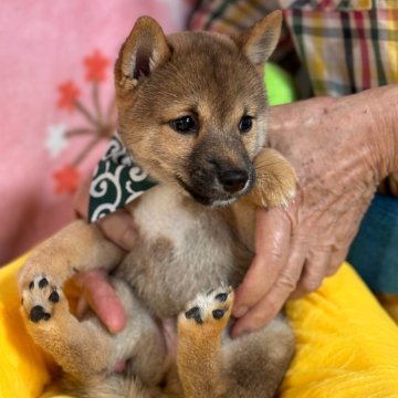 柴犬(豆柴)【岡山県・男の子・2024年7月8日・赤】の写真「黒い毛は抜け綺麗な赤になります❣両親犬共豆柴認定犬」