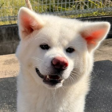 秋田犬【岡山県・男の子・2023年9月10日・白】の写真「とても綺麗な男の子人間大好きな子です❣️」