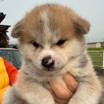 秋田犬【岡山県・男の子・2024年2月27日・赤】の写真「人懐っこいママから生まれた可愛い男の子❣️」