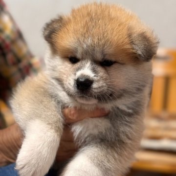 秋田犬【岡山県・男の子・2024年6月20日・赤】の写真「目形の綺麗な人懐っこい男の子❣️お顔の黒は取れます」