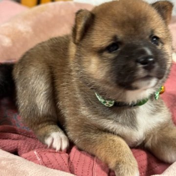 柴犬(豆柴)【岡山県・女の子・2024年7月11日・赤】の写真「豆柴認定審査員作出の小さい豆柴❣両親共豆柴認定犬」