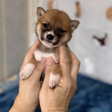 豆柴【岡山県・女の子・2024年8月3日・赤】の写真「極小豆柴女の子❣️犬舎始まって以来最小サイズ！」