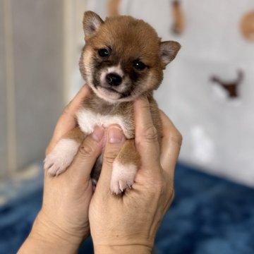 柴犬(豆柴)【岡山県・女の子・2024年8月3日・赤】の写真「極小豆柴女の子❣️犬舎始まって以来最小サイズ！」