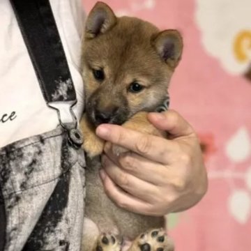 柴犬(豆柴)【岡山県・男の子・2024年7月8日・赤】の写真「お値下げ致しました❣両親犬共豆柴認定犬です」