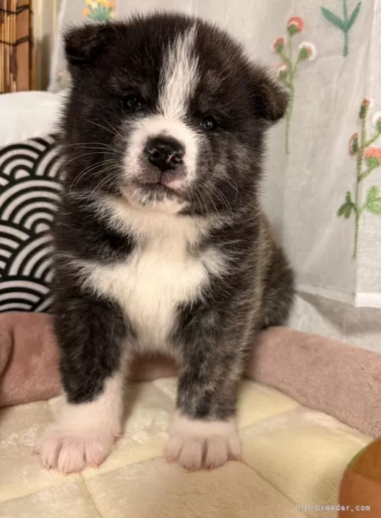 秋田犬【岡山県・男の子・2024年2月27日・虎毛】綺麗な虎柄が出てきて