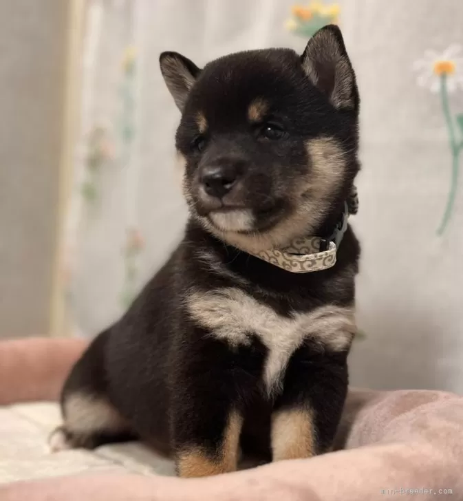 豆柴【岡山県・女の子・2024年7月8日・黒】胸の模様が天使の羽  リアル天使❣両親犬共豆柴認定｜みんなのブリーダー（子犬ID：2408-03093）