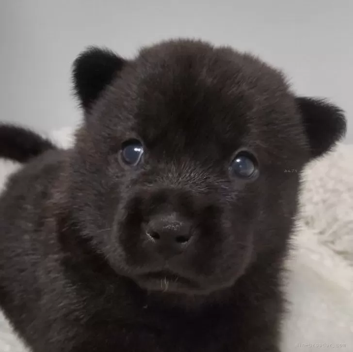 田中 様のお迎えした子犬