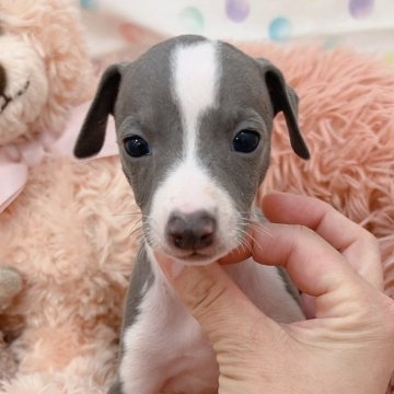 イタリアングレーハウンドの子犬を探す｜ブリーダー直販の子犬販売【みんなのブリーダー】