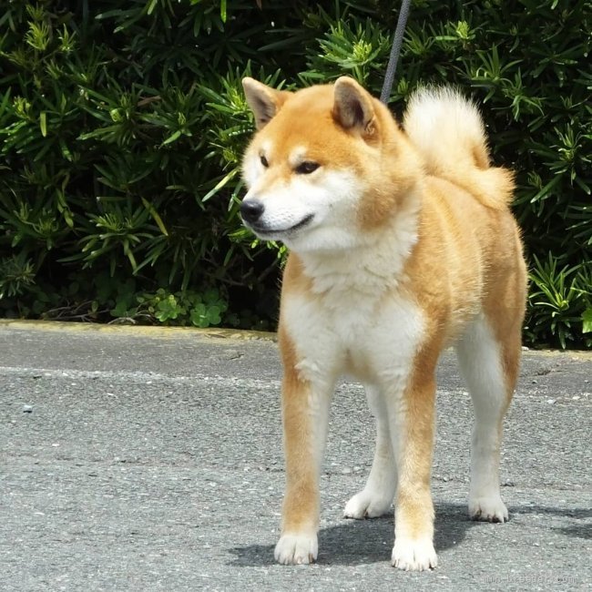 当犬舎の代表犬のてつ(英の丈徹錦)です。｜相原　良一郎(あいはら　りょういちろう)ブリーダー(静岡県・柴犬・日本犬保存会/KCジャパン（日本社会福祉愛犬協会）登録)の紹介写真3