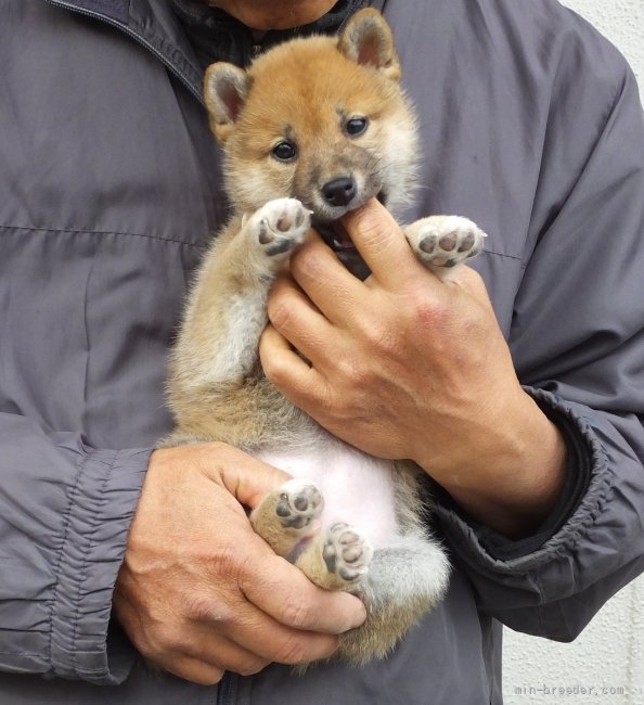 仔犬はみんな元気でお譲りしています｜相原　良一郎(あいはら　りょういちろう)ブリーダー(静岡県・柴犬・日本犬保存会/KCジャパン（日本社会福祉愛犬協会）登録)の紹介写真5