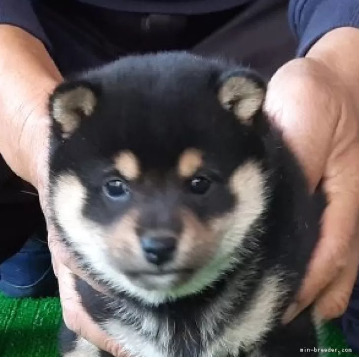 ヤマザキ 様のお迎えした子犬