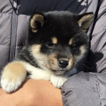 柴犬(豆柴)【静岡県・女の子・2024年12月15日・黒】の写真「可愛いくて、綺麗な黒豆柴です。」