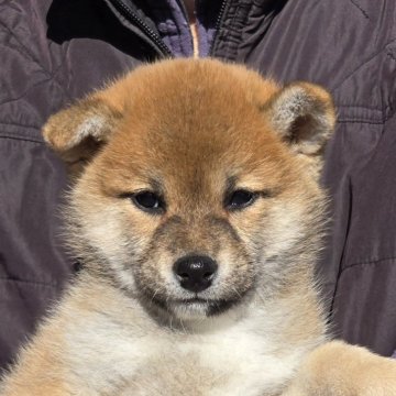 柴犬(標準サイズ)【静岡県・男の子・2024年12月9日・赤】の写真「ハンサムで優しい子です。展覧会にもいいかな。」