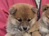 柴犬(標準サイズ)【静岡県・男の子・2024年12月9日・赤】の写真2
