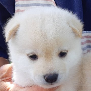 柴犬(豆柴)【静岡県・男の子・2024年5月5日・白】の写真「綺麗な白毛、鼻は黒色、顔は可愛い。」