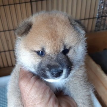 柴犬(豆柴)【静岡県・男の子・2023年4月6日・赤】の写真「凄く可愛い顔で、タヌキ顔です。」