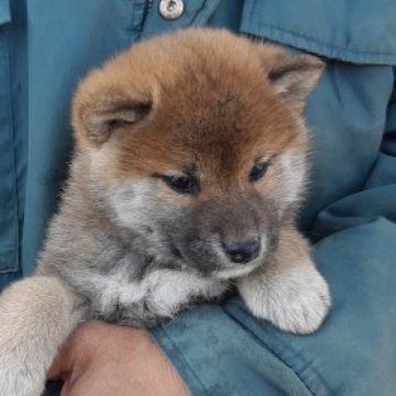 柴犬(標準サイズ)【静岡県・男の子・2022年12月1日・赤】の写真「少しおでぶさんだけど、クリクリ目で可愛いです。」