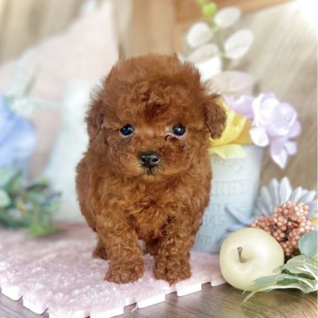 トイプードル(タイニー)【鹿児島県・女の子・2025年2月17日・レッド】の写真「美形4きょうだい  お顔が可愛すぎる女の子♡」