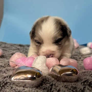 ボーダーコリー【福岡県・女の子・2025年1月11日・ブルーマール】の写真「ちょーかわいい🐶❣️🐶❣️」