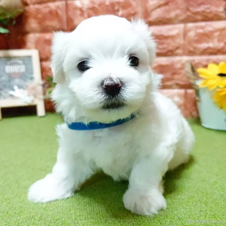 S.Mレモン 様のお迎えした子犬