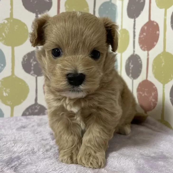 N.T 様のお迎えした子犬