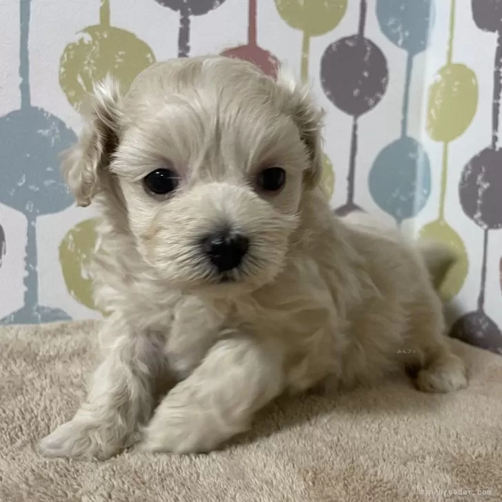 くるみ 様のお迎えした子犬