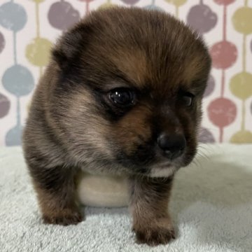 ポメ柴(ポメラニアン×柴犬)【宮城県・男の子・2024年8月20日・赤】の写真「🩷つぶらな瞳で甘えんぼうな男の子🩷」