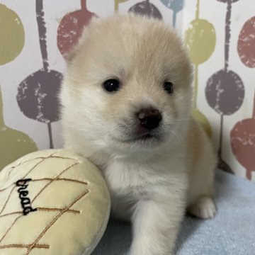 ポメ柴(ポメラニアン×柴犬)【宮城県・男の子・2024年8月13日・クリーム】の写真「💕キュートな微笑み🩷モコモコ触り心地💕」