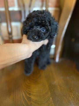 トイプードル(タイニー)【鹿児島県・女の子・2020年6月20日・ブラック】の写真「一人っ子の〜可愛いちゃん💕」