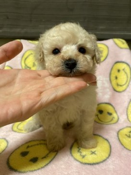 トイプードル(ティーカップ)【鹿児島県・男の子・2021年1月1日・クリーム】の写真「可愛い❤️ボクちゃん💕」