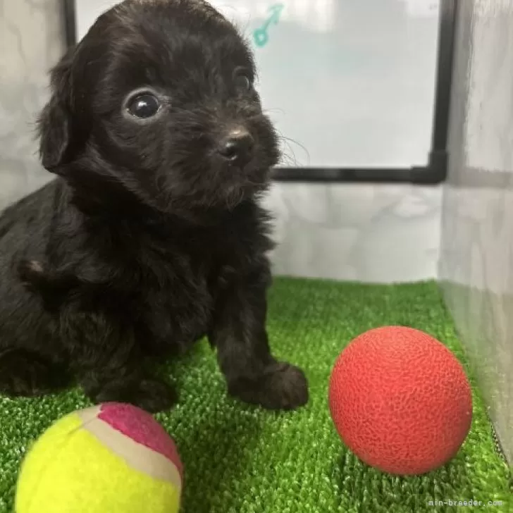 コレクション 牝犬ペットブリーダー 高速にて