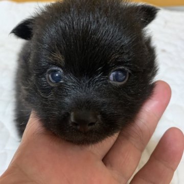 ポメラニアン【栃木県・男の子・2024年8月16日・ブラックタン】の写真「モゴモゴぬいぐるみような可愛いポメラちゃん💕」