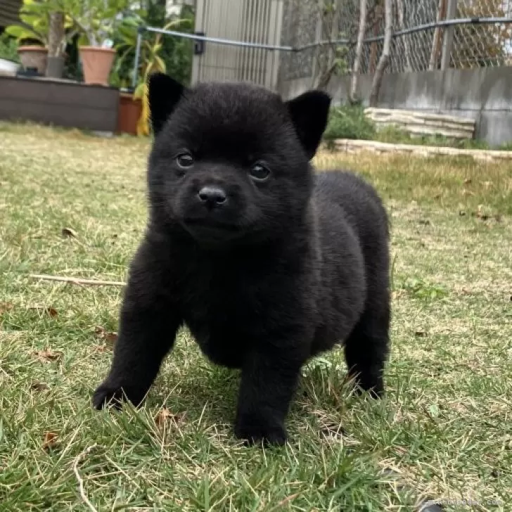 モモタロウ 様のお迎えした子犬