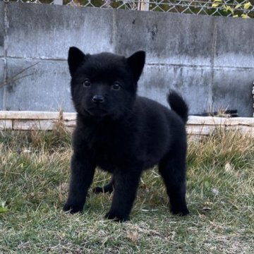 甲斐犬【大阪府・男の子・2024年10月14日・黒虎】の写真「Black Tiger Friday 対象犬♪」