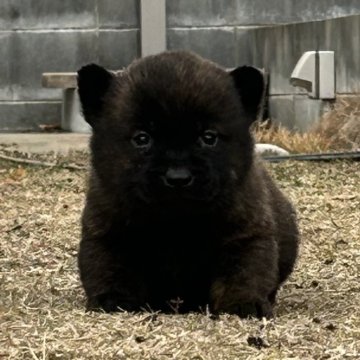 甲斐犬【大阪府・女の子・2024年11月24日・黒虎】の写真「お茶目な黒虎の女の子」