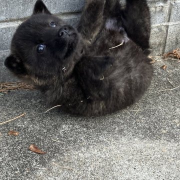 甲斐犬【大阪府・男の子・2024年12月3日・黒虎】の写真「元気いっぱいな黒虎の男の子」