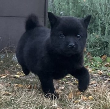 甲斐犬【大阪府・男の子・2024年10月14日・黒虎】の写真「マスコット犬　極上×極小の男の子」