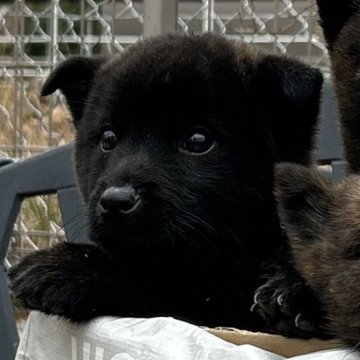 甲斐犬【大阪府・女の子・2024年12月3日・黒虎】の写真「性格がとても穏やかで可愛い女の子🎶」