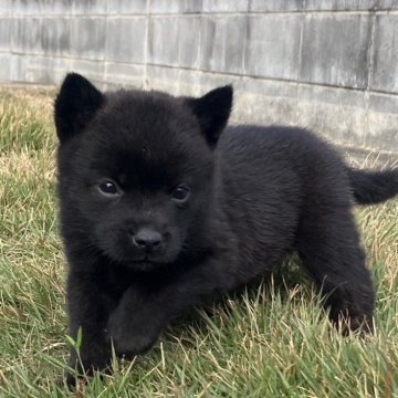 埼玉県の甲斐犬の子犬を探す｜ブリーダー直販の子犬販売【みんなのブリーダー】