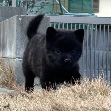 甲斐犬【大阪府・男の子・2024年11月24日・黒虎】の写真「元気いっぱいな黒虎の男の子」