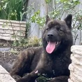 甲斐犬【大阪府・男の子・2024年12月23日・赤虎】の写真1「当犬舎特有の由緒ある顔立ち」