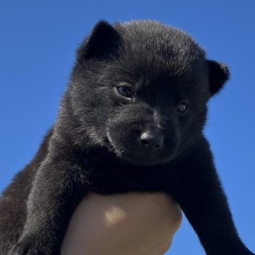 甲斐犬【大阪府・女の子・2024年9月13日・黒虎】の写真「特別天然記念物　頭の良いお顔自慢の女の子」