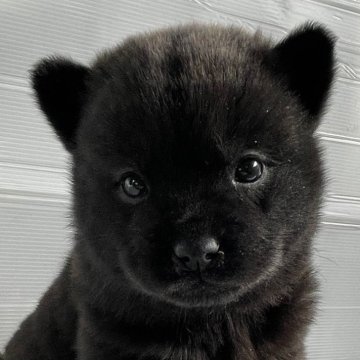 甲斐犬【大阪府・男の子・2023年12月1日・黒虎】の写真「祖父はインターナショナルチャンピオン　黒虎の男の子」