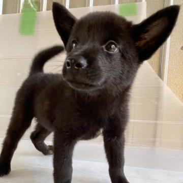 甲斐犬【大阪府・男の子・2023年7月20日・黒虎】の写真「祖父がインターナショナルチャンピオン、黒虎の男の子」